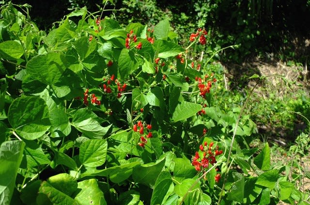 ベニバナインゲン 朱紅色の花 里山の野草と花木 宮城県北トレッキング