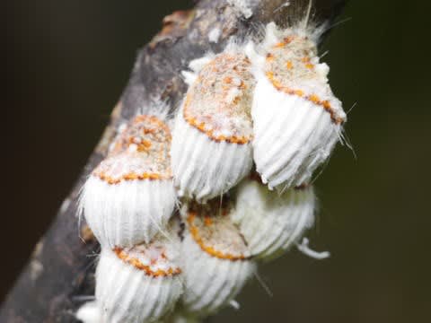 卵持ってるイセリヤカイガラムシ 卵持ってるイセリヤカイガラムシ