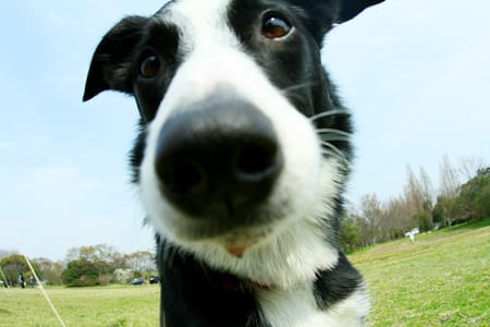 bordercollie_ボーダーコリー