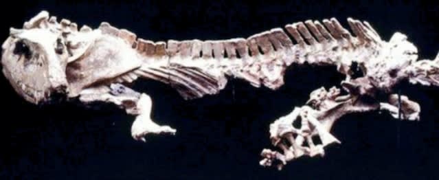 ケラトプス科 蹄 （ヒヅメ、末節骨）（検索：化石 ティラノサウルス