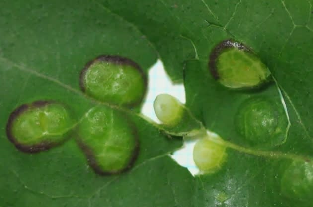 虫えい 虫こぶ エゴノキハヒラタマルフシ かわ遊び やま遊び雑記
