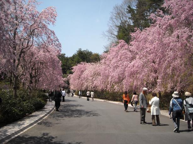 菫｡讌ｽ繝?い繝ｼ縺ｮ逕ｻ蜒?