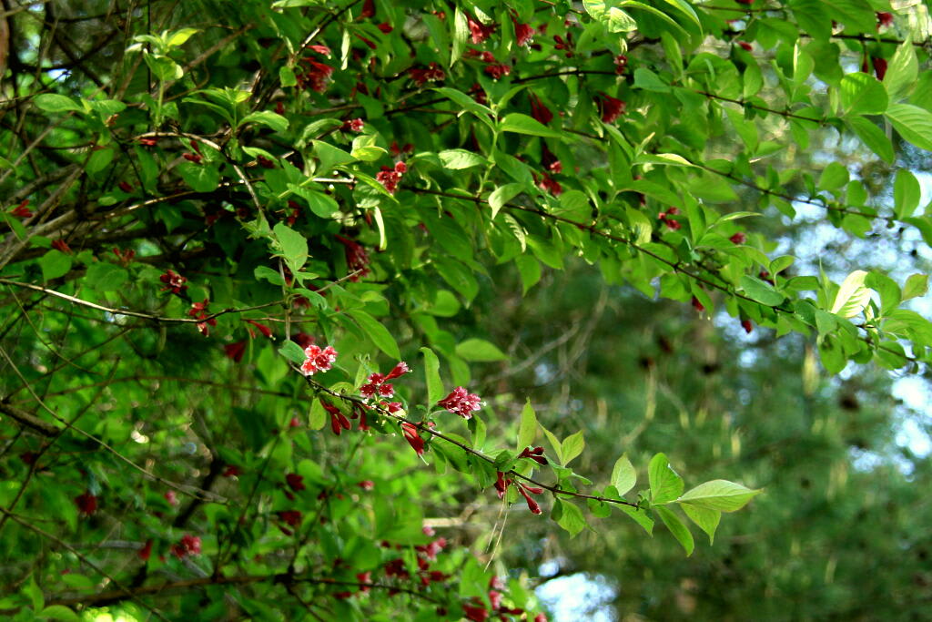 季節の花　４の画像