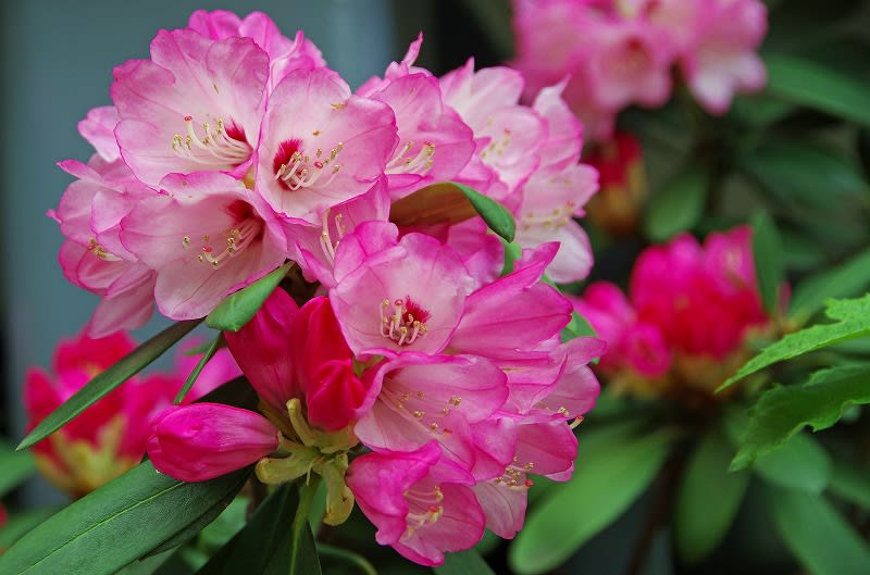 ご近所の石楠花の花 めいすいの写真日記