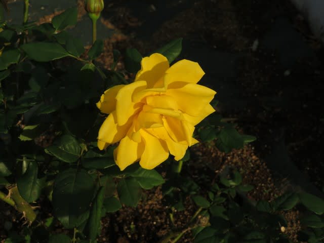 濃い黄色のバラとして人気のあるバラ ヘンリー フォンダ 薔薇シリーズ226 野の花 庭の花