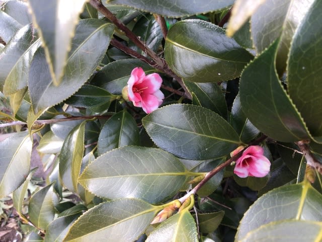 侘助 我が家の庭の花 侘助 我が家の庭の花