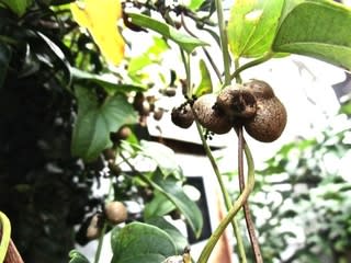 ムカゴと椎の実ご飯を食べる 夫婦で楽しむナチュラル スロー ライフ