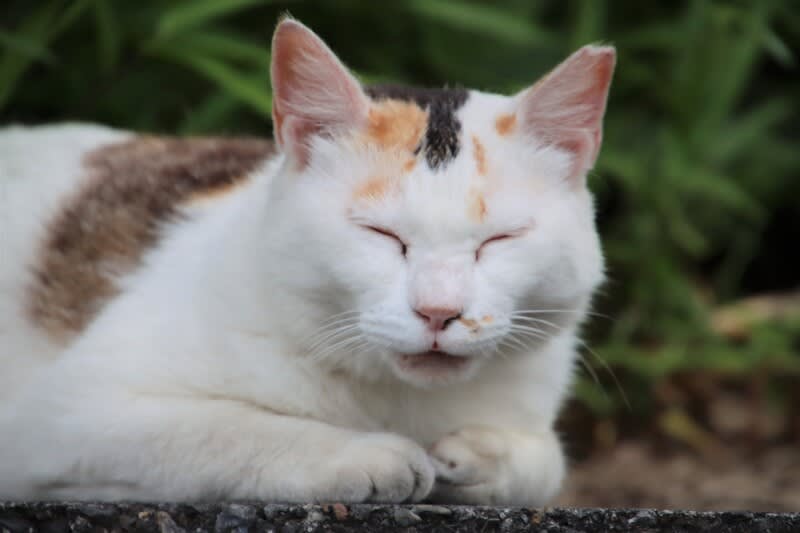 公園の癒し系猫さん ハイブリッドな生活 旧ルノーな生活