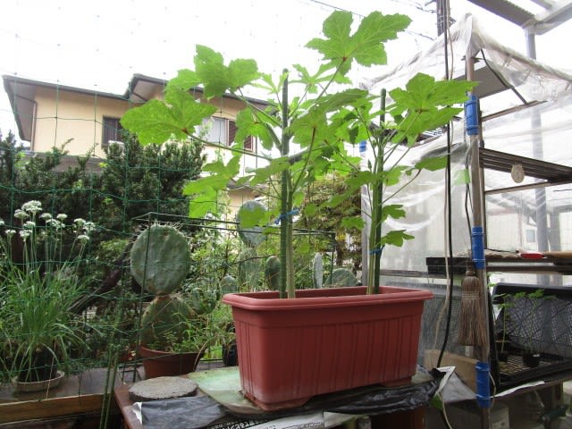 9月9日 オクラ収穫 ビギナーの家庭菜園