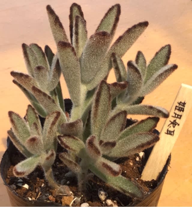 新発売の ミニ月兎耳 紅葉してパステルカラーのモフモフ 鉢付き 多肉植物 植物 観葉植物 インテリア 住まい 小物 Belvtor By