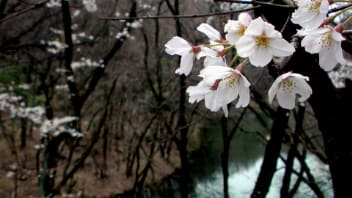 桜花