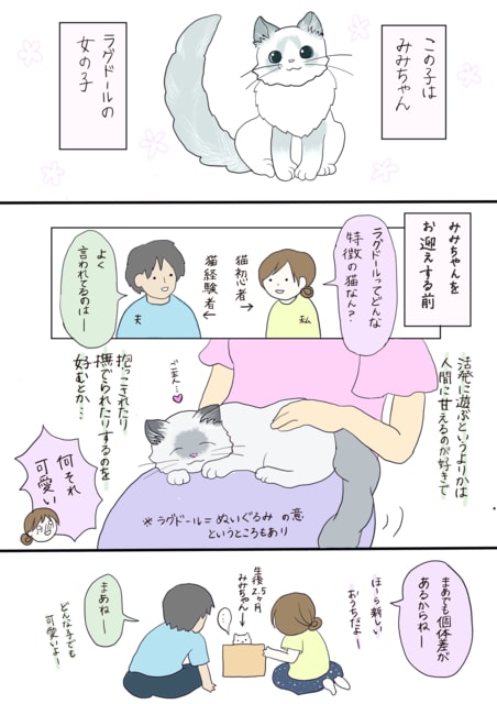 紹介編 猫が来たけどたぬきかもしれない コミックエッセイ ラグドール