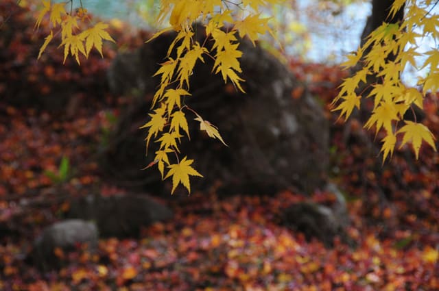 紅葉