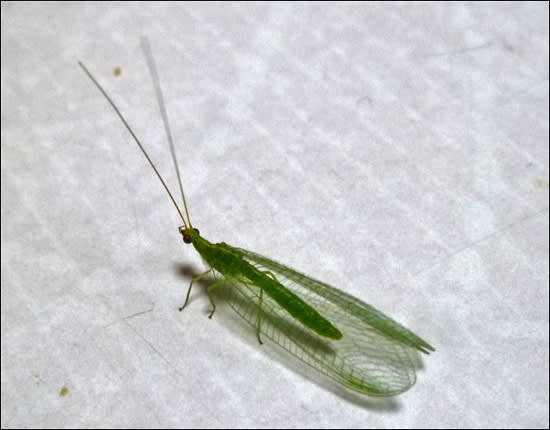 この虫は カゲロウ 私の７０代