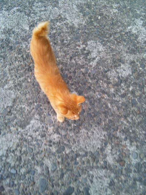 熱川の猫