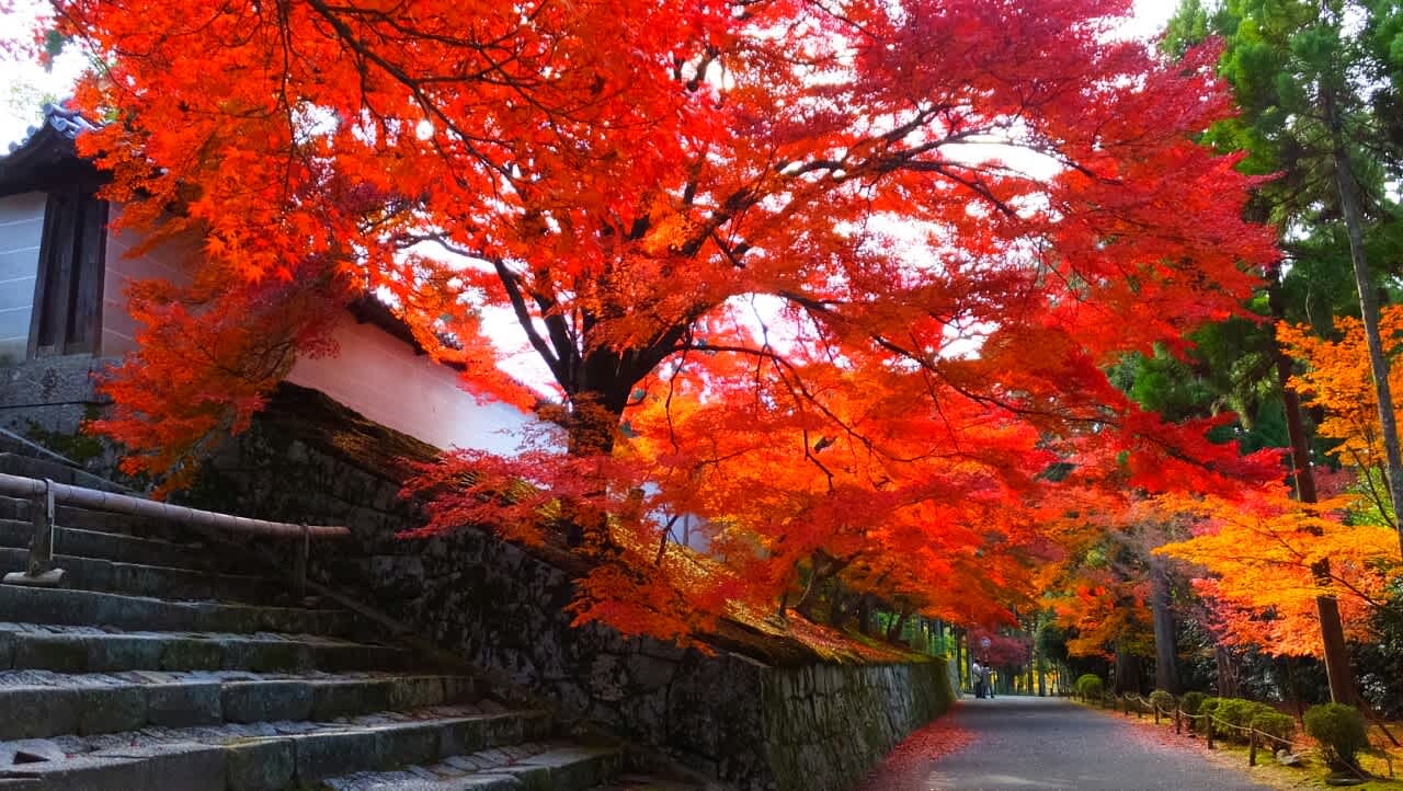 昨日（11/24）紅葉真っ盛りの智積院、曼殊院、鷺森神社 京都で定年後生活