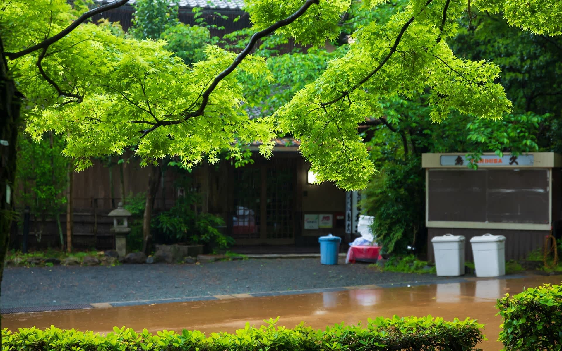 19年新緑の京都 円山公園の壁紙 計39枚 壁紙 日々駄文