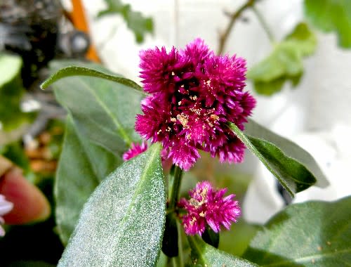 庭の花 10 11月 アカバセンニチコウ センニチコボウ フジバカマ 他 花と徒然なるままに 庭の花 10 11月 アカバセンニチコウ センニチコボウ フジバカマ 他 花と徒然なるままに