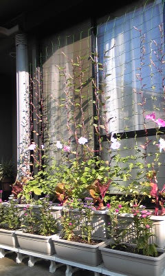 つる性植物 つるむらさき のブログ記事一覧 プランターで花と野菜を育てる