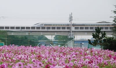 武庫川コスモス園と新幹線 花ごよみ