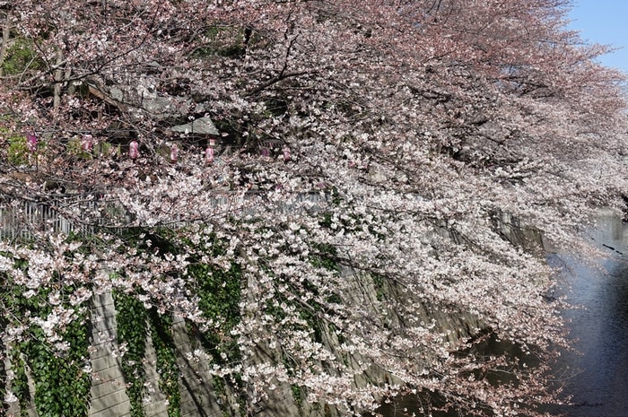 江戸川公園 桜の名所 15 都内散歩 散歩と写真