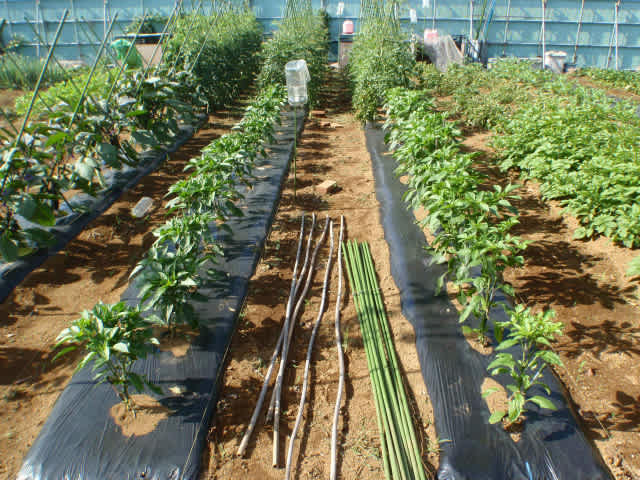 ピーマン トウガラシの支柱 私 Mori の畑日記 ピーマン トウガラシの支柱 私 Mori の畑日記