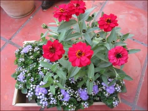 17年4月のブログ記事一覧 座敷わらし犬とうさぎガーデン