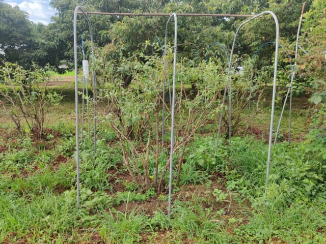 夏剪定したブルーベリーに新芽 上州の素人菜園