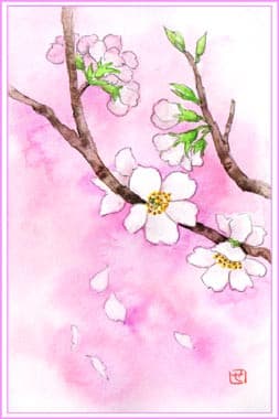 桜の花びら おさんぽスケッチ にじいろアトリエ 水彩 色鉛筆イラスト スケッチ