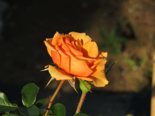 桃色を帯びたアプリコットという珍しいカラーのバラ ウォーム ウィッシーズ 薔薇シリーズ169 野の花 庭の花