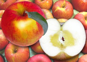 葉取らずリンゴは色むらがあるが甘い。蜜入りりんごは甘いが、蜜の部分が甘いのではない