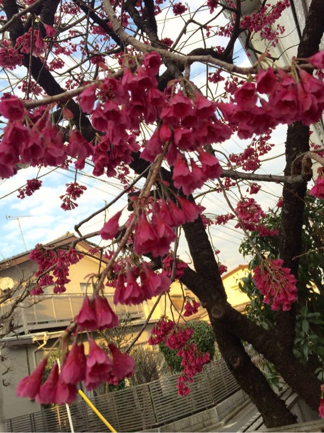 3月の木に咲く花 Hokutoのきまぐれ散歩