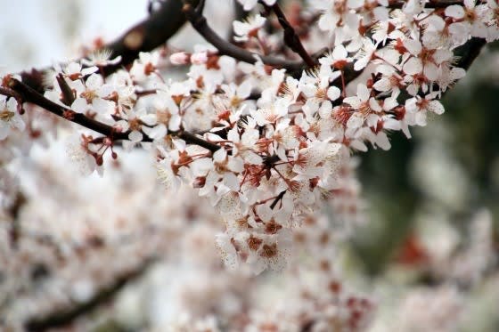 プラム スモモ 李 と アンズ 杏 の花 あさぐブロ フォト日記