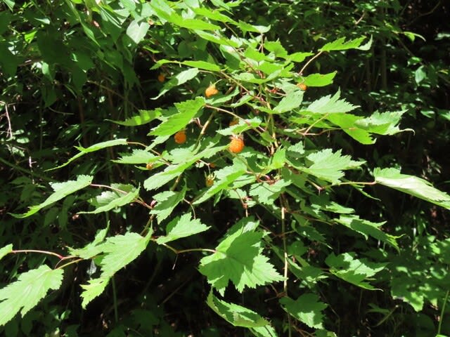 高ボッチ高原・鉢伏山で最近見る事の出来る実・種　モミジイチゴ（紅葉苺）の集合果