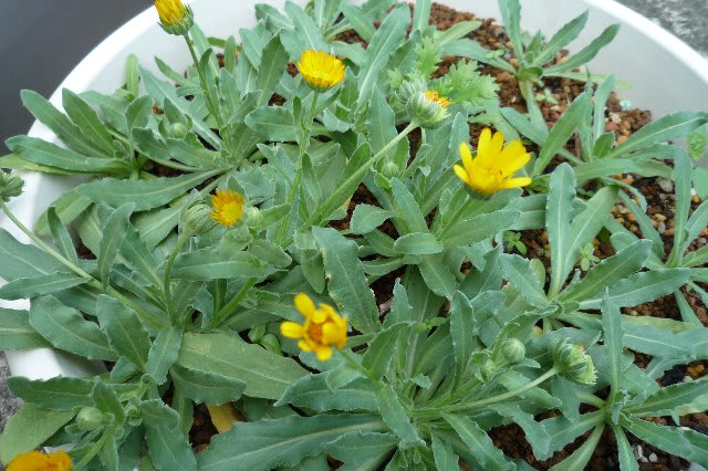 フユシラズの花がもう開花を初め キンセンカとよく似た種ができていた 今日の一枚