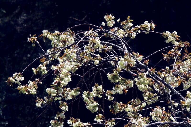 山里に咲く花の画像