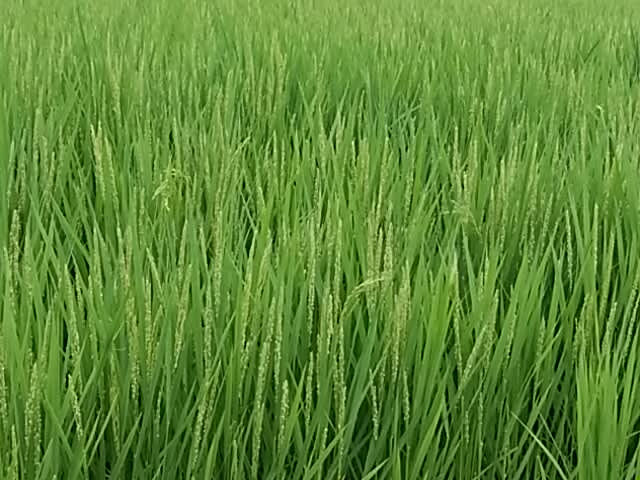 季語 稲 中西碧秋 稲の穂の寂光芒より淋し 空見日和 季語 稲 中西碧秋 稲の穂の寂光芒より淋し 空見日和