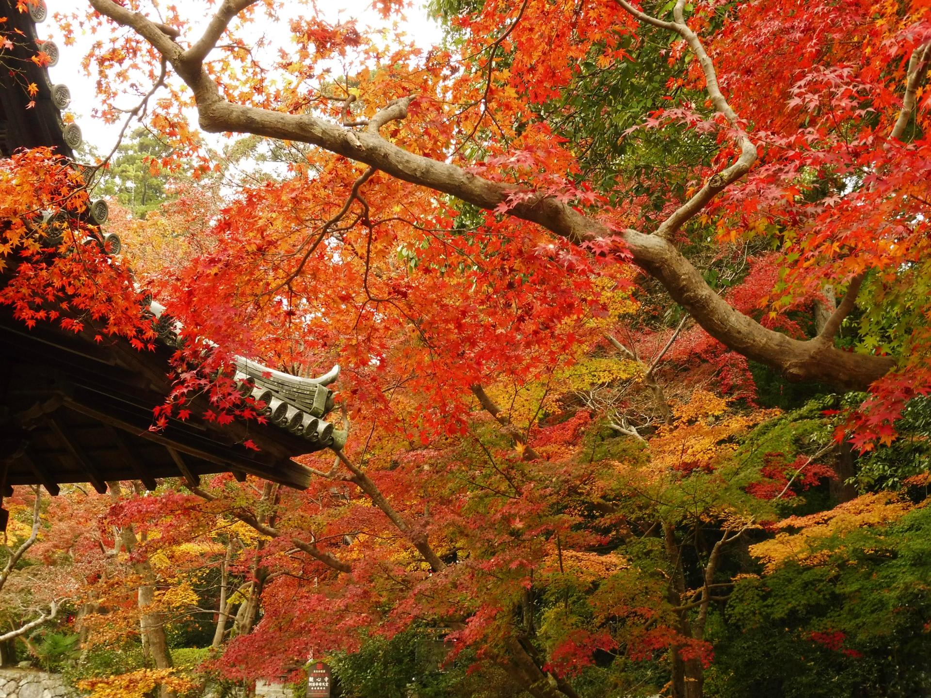 観心寺の紅葉 ２０１６ 富田林百景 とんだばやし とその周辺の魅力を発信