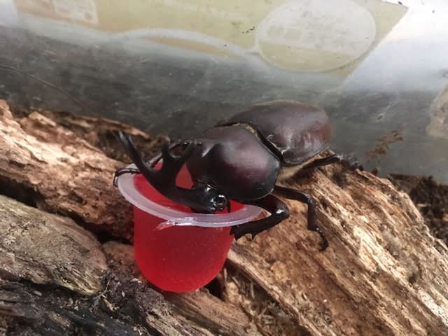 カブトムシはどこ あた子の柿畑日記