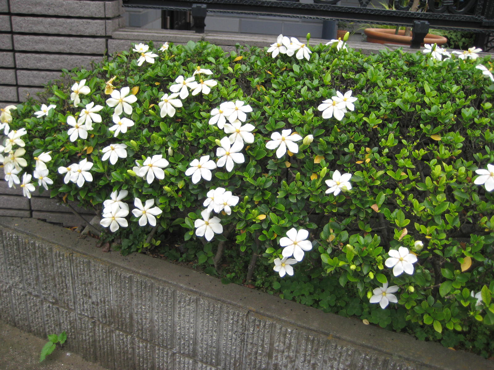 クチナシ 梔子 の白い花 花熟里 けじゅくり の静かな日々