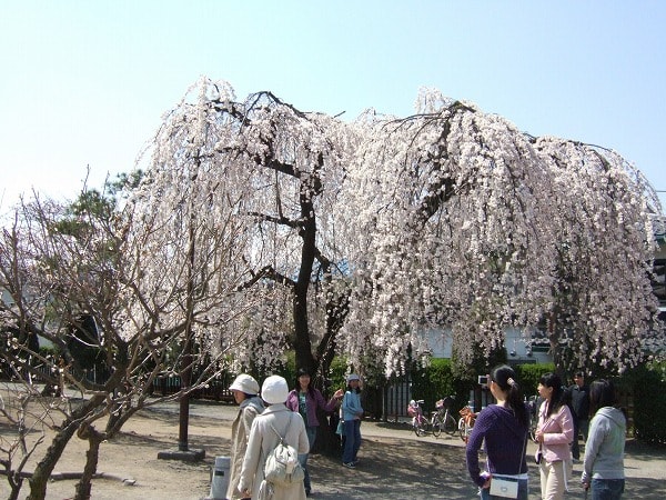2007.04.08松本城の桜09 