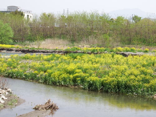 奈良井川のハルザキヤマガラシ（春咲山芥子）