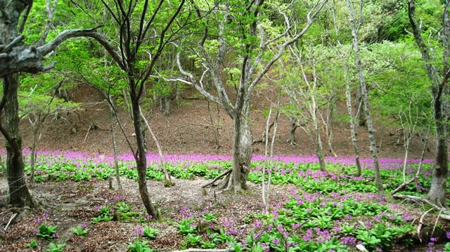 クリンソウを見に愛宕山方面へ 北山 京の鄙の里 田舎暮らし