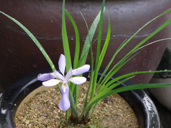 エヒメアヤメの実生、発芽約１０ヶ月後 - 里山の山野草