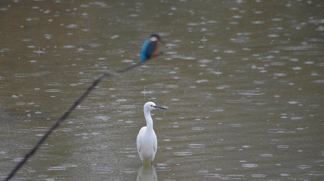 フリー素材 野鳥 翡翠 於大公園のカワセミ 雨 コサギ 愛知県の青い鳥 翡翠 カワセミ 365日 フリー素材 野鳥 翡翠 於大公園のカワセミ 雨 コサギ 愛知県の青い鳥 翡翠 カワセミ 365日