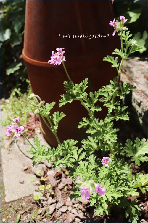 半日陰の素敵な6月 センテッドゼラニウム アナベル 高性ペンタス M S Small Garden Milky Mamaの小さな庭