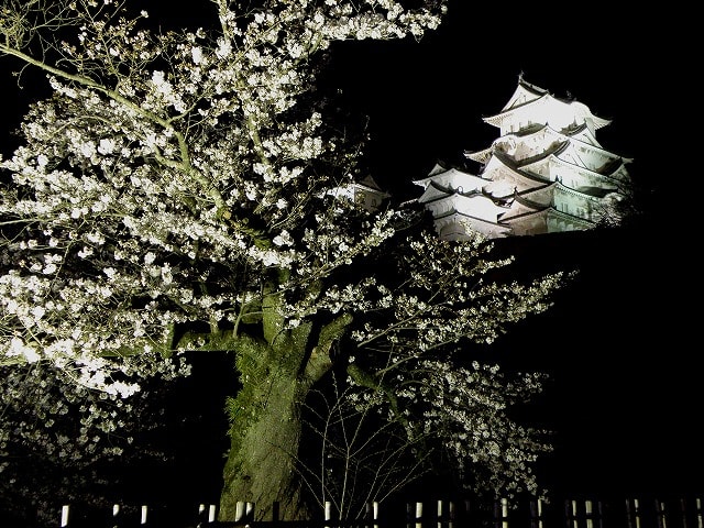 夜桜ライトアップ 姫路城 西の丸庭園 10 04 02 なごみの花屋さん
