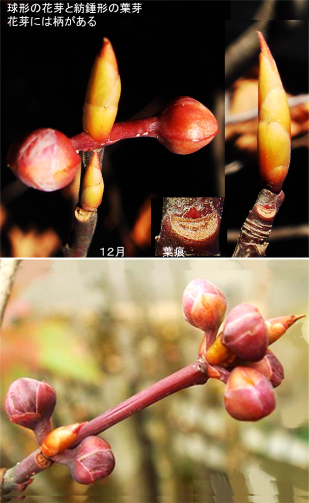 樹木の四季500 シロモジ - 里山コスモスブログ