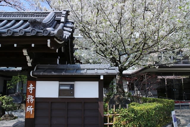 京都 １９桜 壬生寺 明星桜 京都 神楽坂 美味彩花