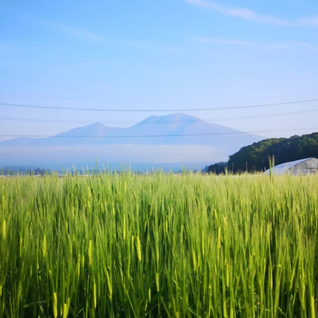 大麦栽培 - 軽井沢one　beauty　片山農園の日々雑感